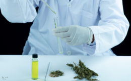 doctor hand hold and offer to patient medical marijuana and oil.
