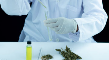 doctor hand hold and offer to patient medical marijuana and oil.